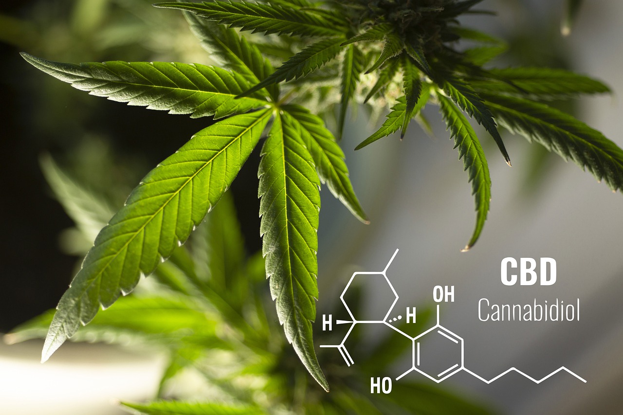 Cannabinoid Hyperemesis Syndrome: When cannabis causes the pain
