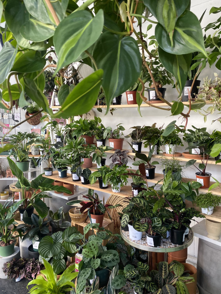 An indoor jungle at The Plant Connector in North Adams