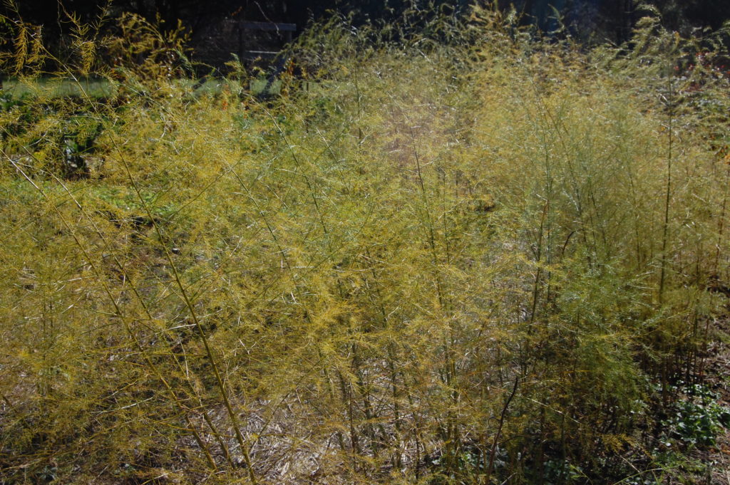 GARDENER'S CHECKLIST Week of November 11, 2021 The Berkshire Edge