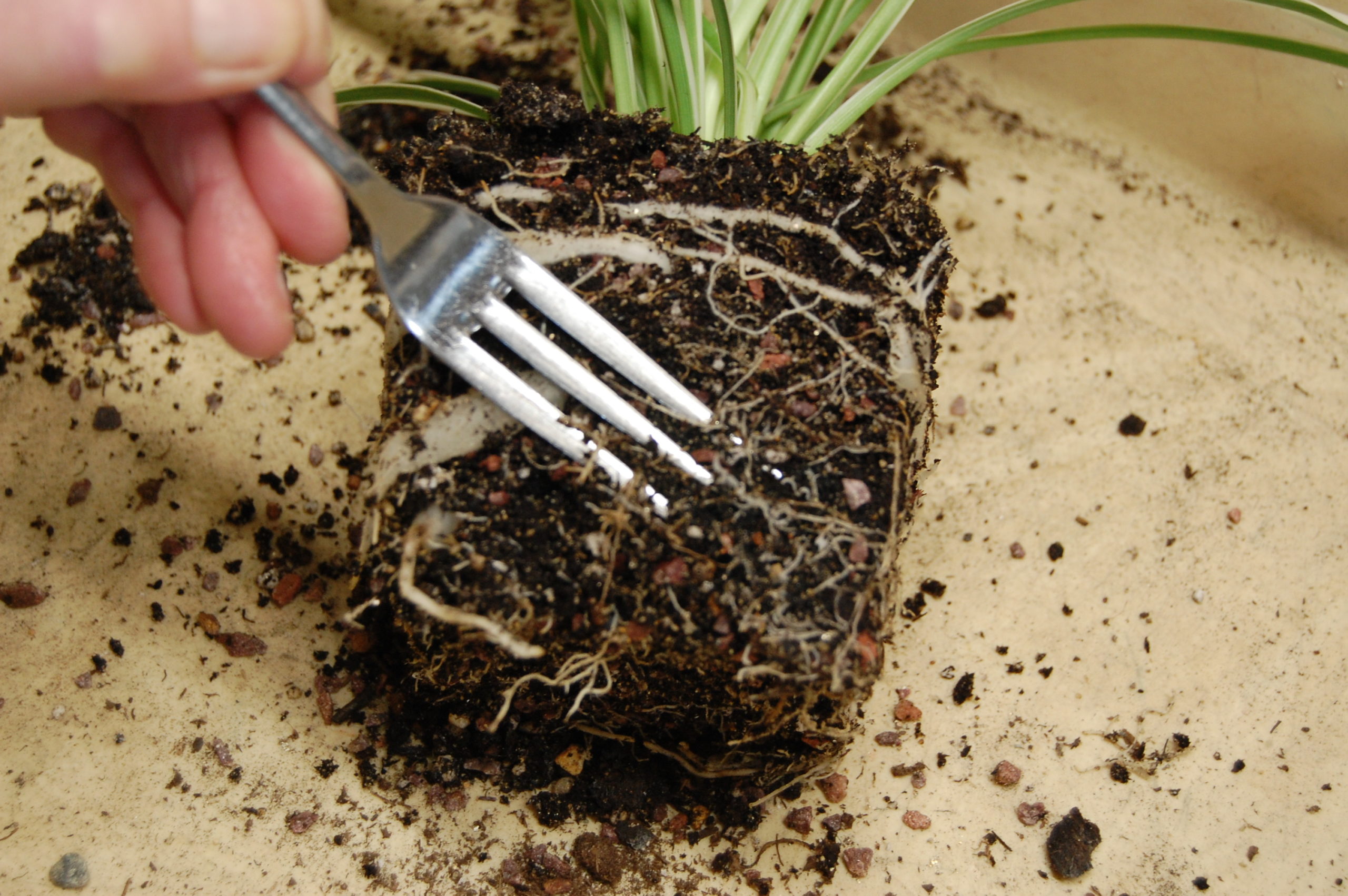 Pot bound roots The Berkshire Edge