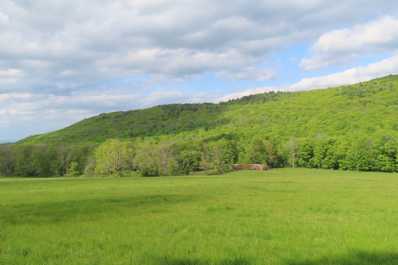 NATURE'S TURN Flowering Berkshires — Enchanting native plants in the