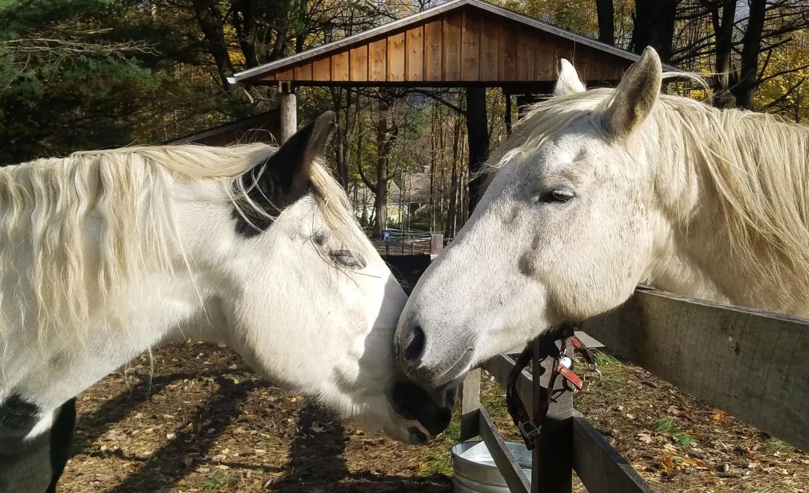 BITS & BYTES Berkshire HorseWorks Ranch Life 101 registration open